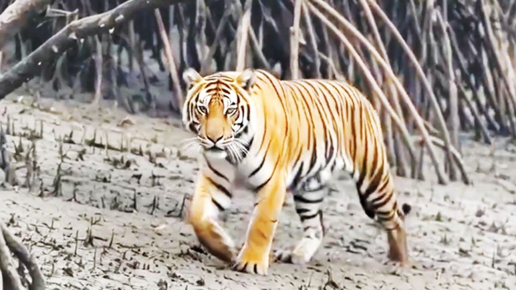 বিশ্ব বাঘ দিবস আজ, হুমকিতে বনের অতন্দ্র প্রহরী